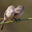 Bushtit